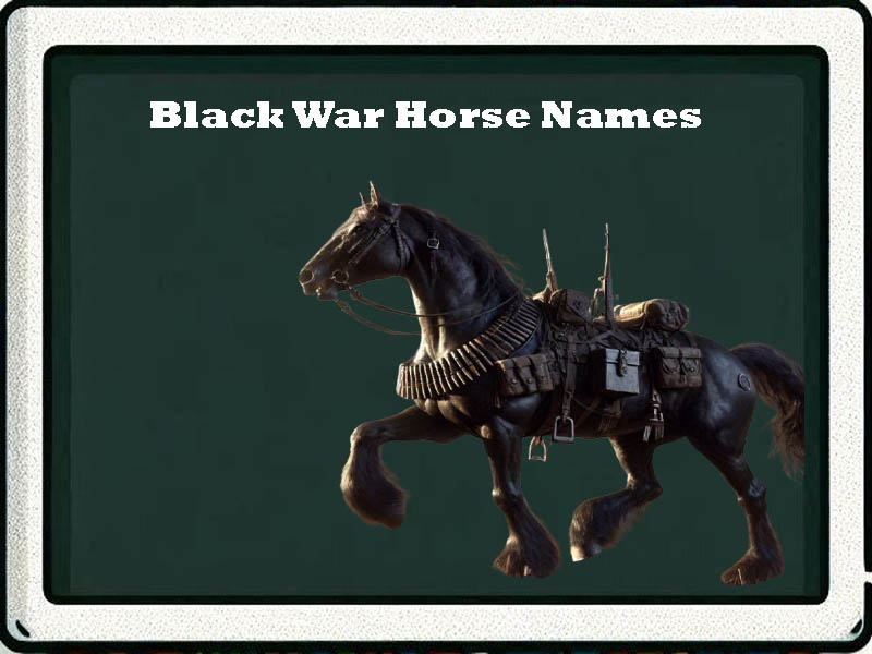 black war horse names