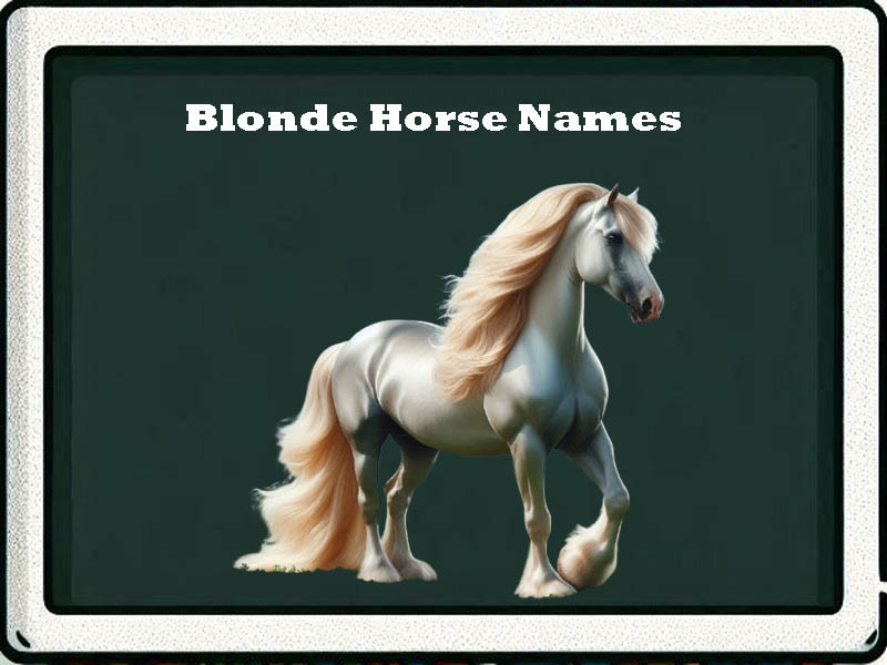 blonde horse names