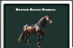 brown horse names