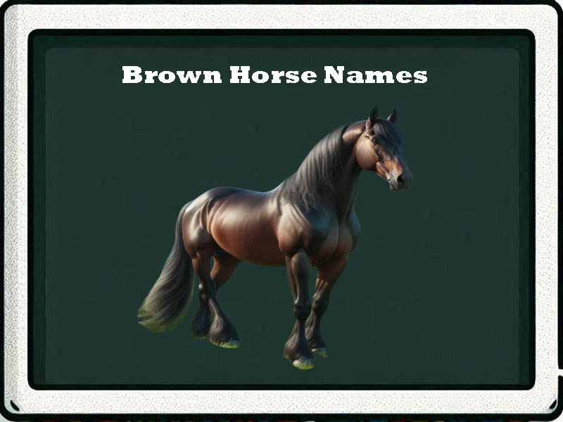 brown horse names