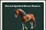 brown spotted horse names-