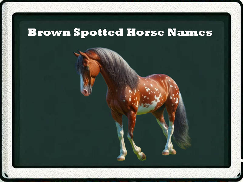 brown spotted horse names-