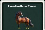 canadian horse names-