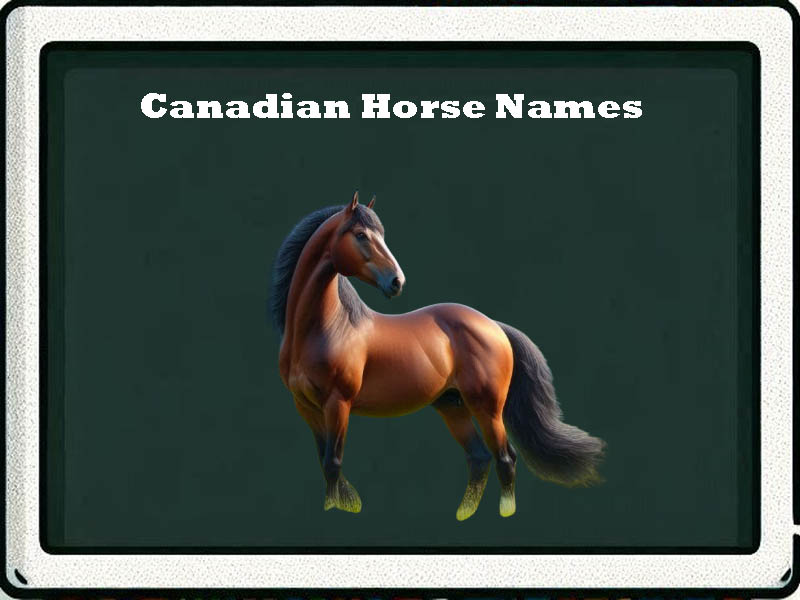 canadian horse names-