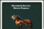 chestnut tovero Horse Names