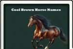 cool brown horse names