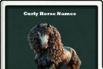 curly horse names