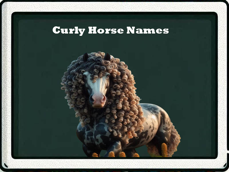 curly horse names