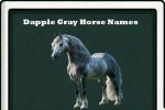 dapple gray horse names-