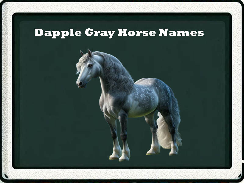 dapple gray horse names-