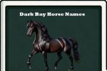 dark bay horse names