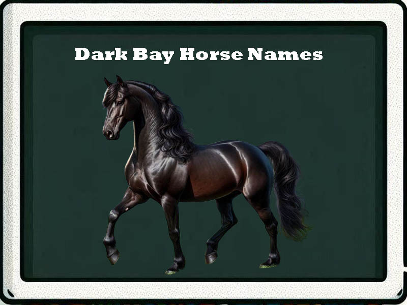 dark bay horse names