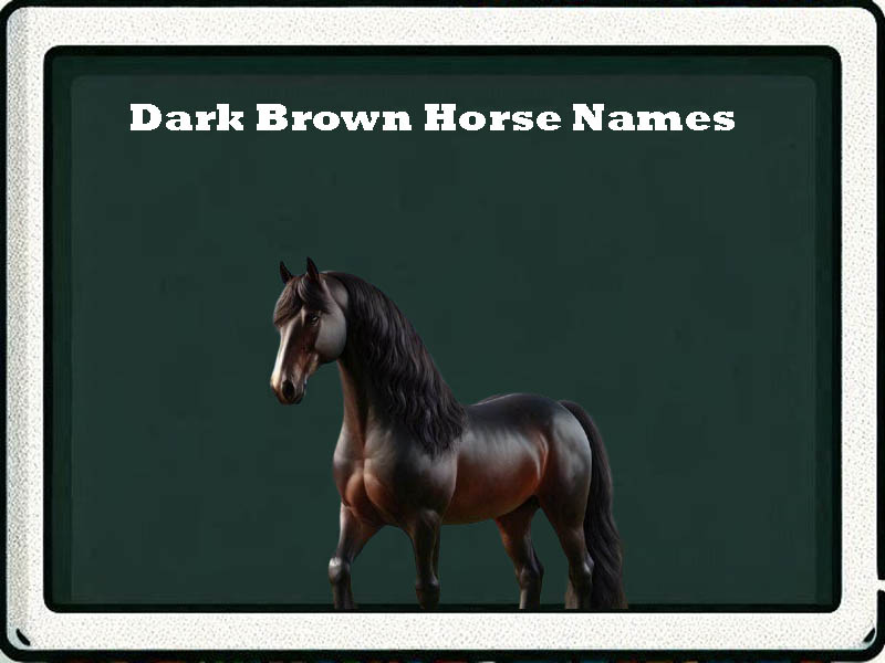 dark brown horse names