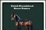 dutch warmblood horse names