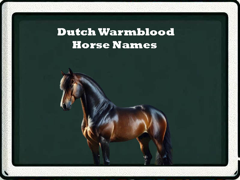 dutch warmblood horse names