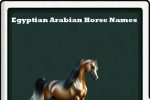 egyptian arabian horse names-