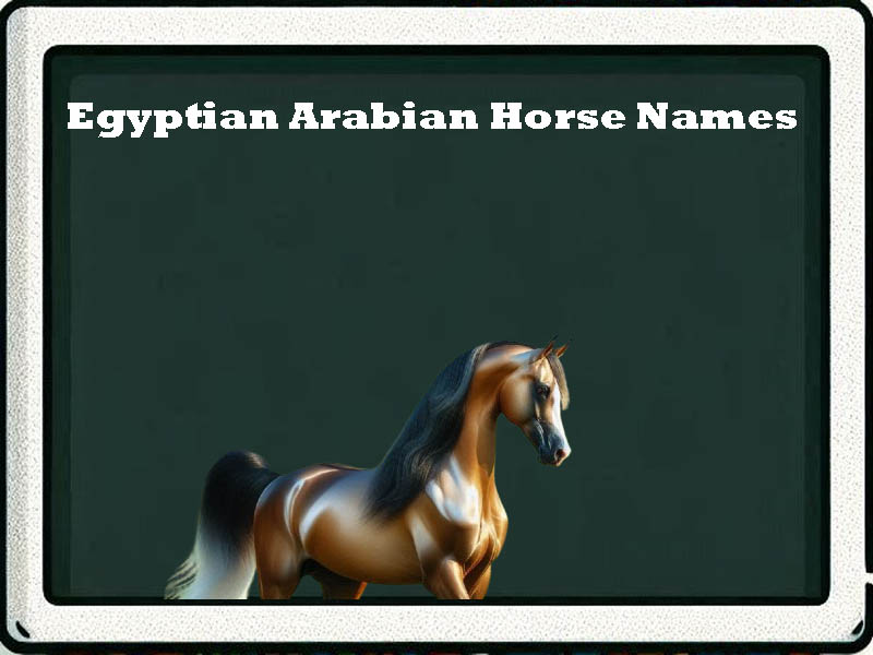 egyptian arabian horse names-