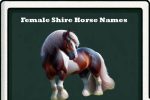 female shire horse names