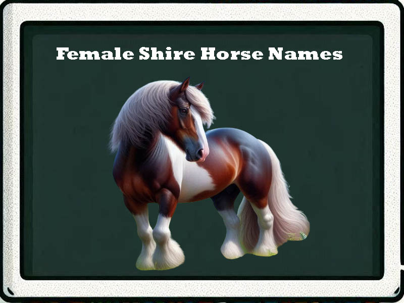 female shire horse names