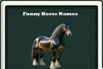 funny horse names