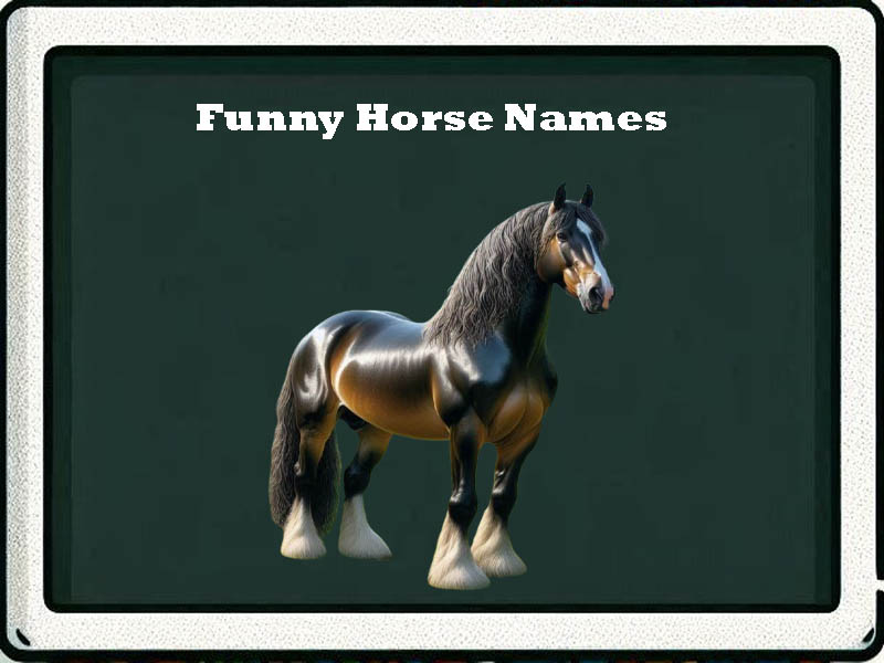 funny horse names