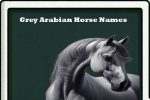 grey arabian horse names