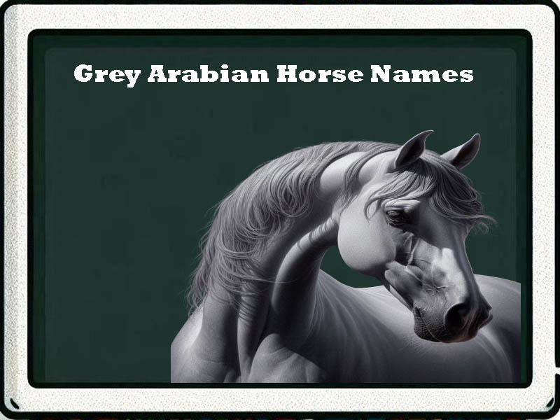 grey arabian horse names