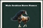 male arabian Horse Names