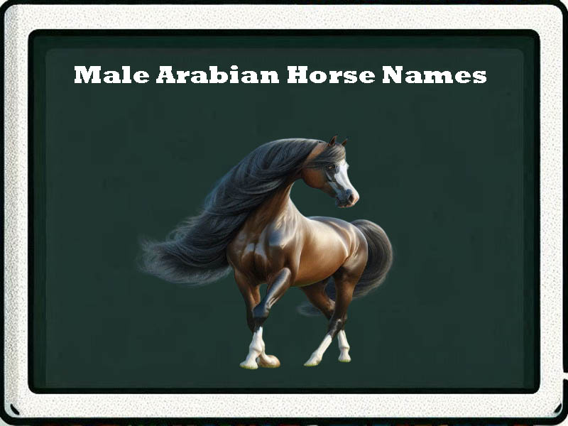 male arabian Horse Names