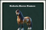 nokota horse names