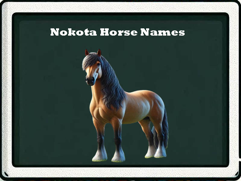 nokota horse names