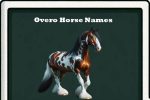 overo horse names