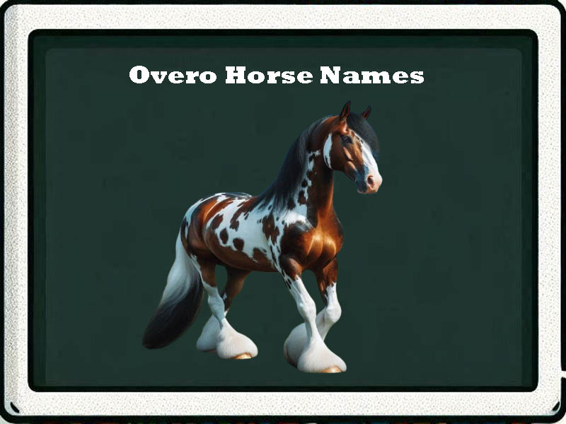 overo horse names