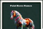 paint horse names