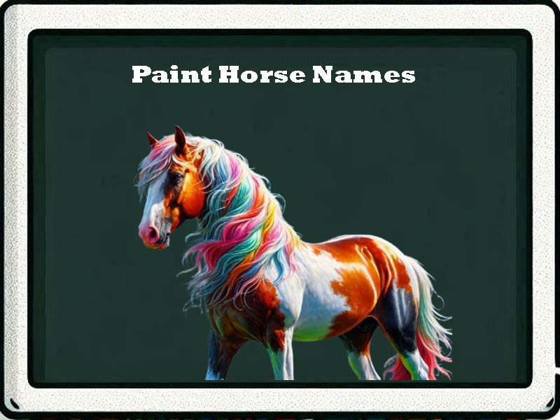 paint horse names