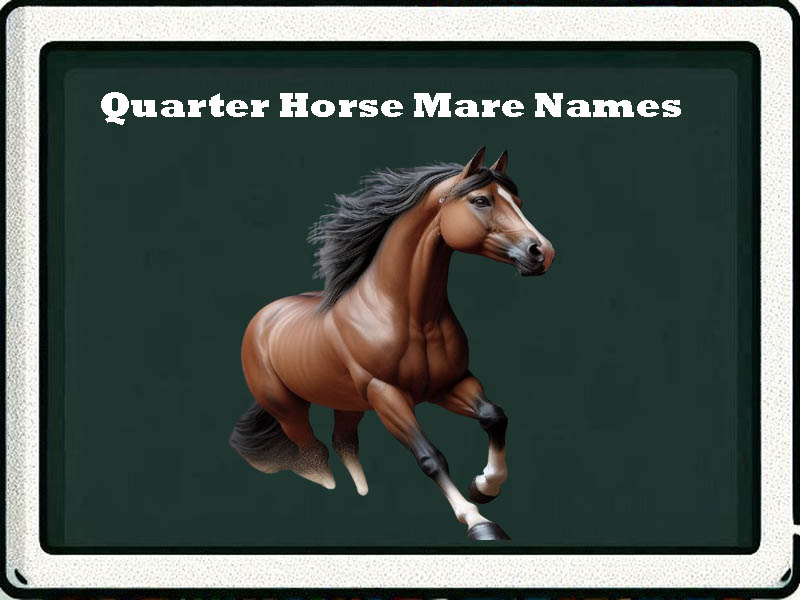 quarter horse mare names