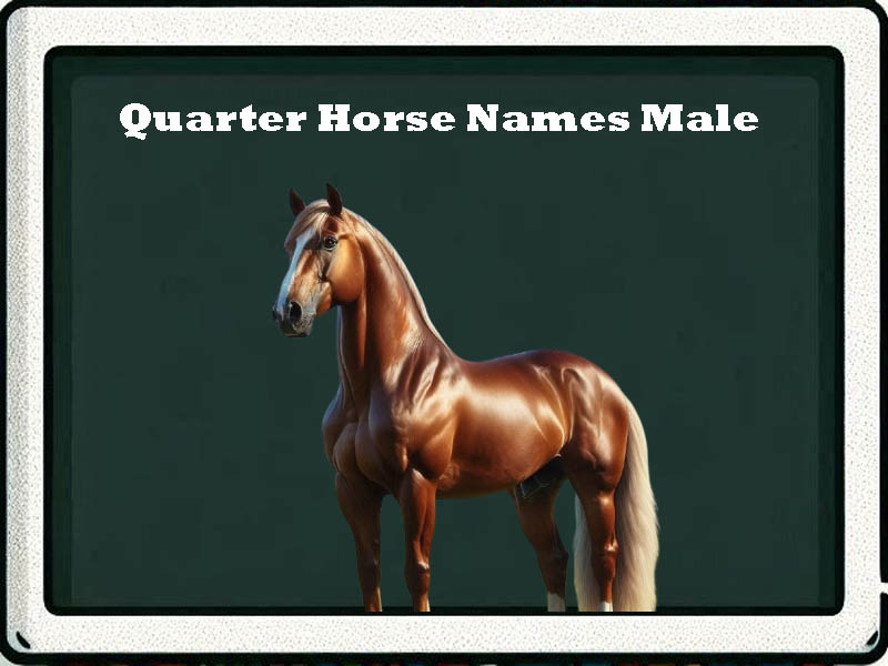 quarter horse names male