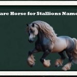 rare horse for stallions names