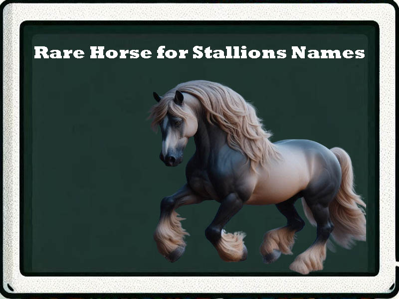 rare horse for stallions names