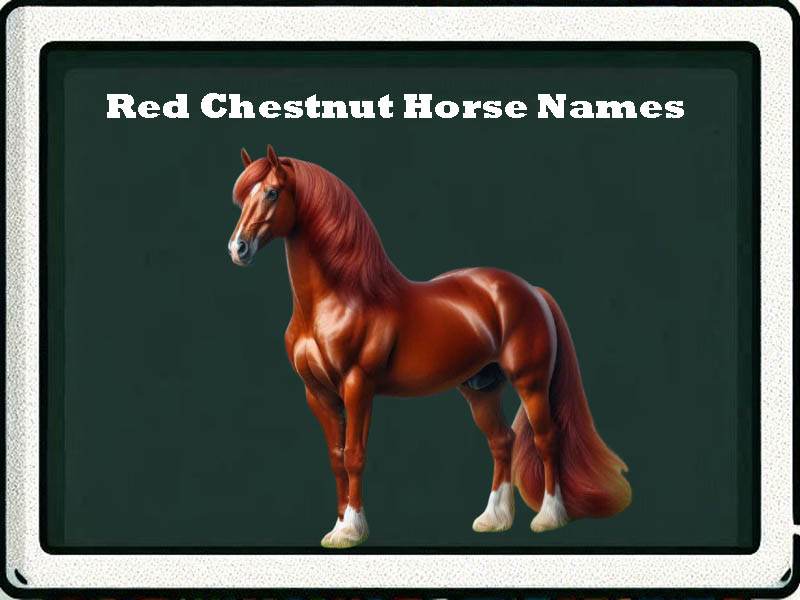 red chesnut horse names