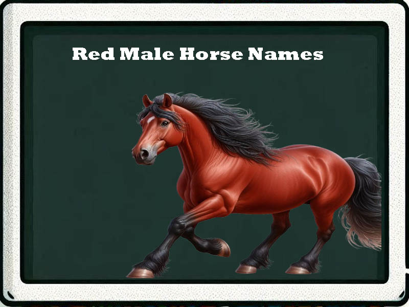 red male horse names