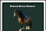 rohan horse names