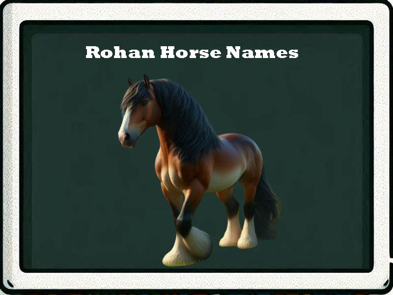 rohan horse names