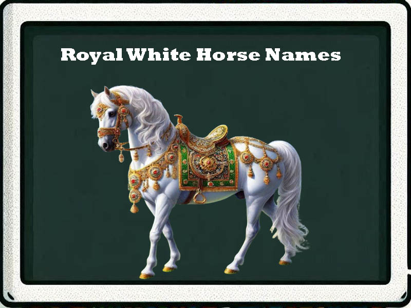 royal white horse names-