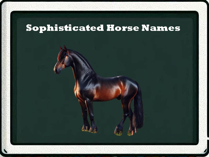 sophisticated horse names