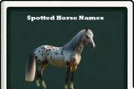 spotted horse names