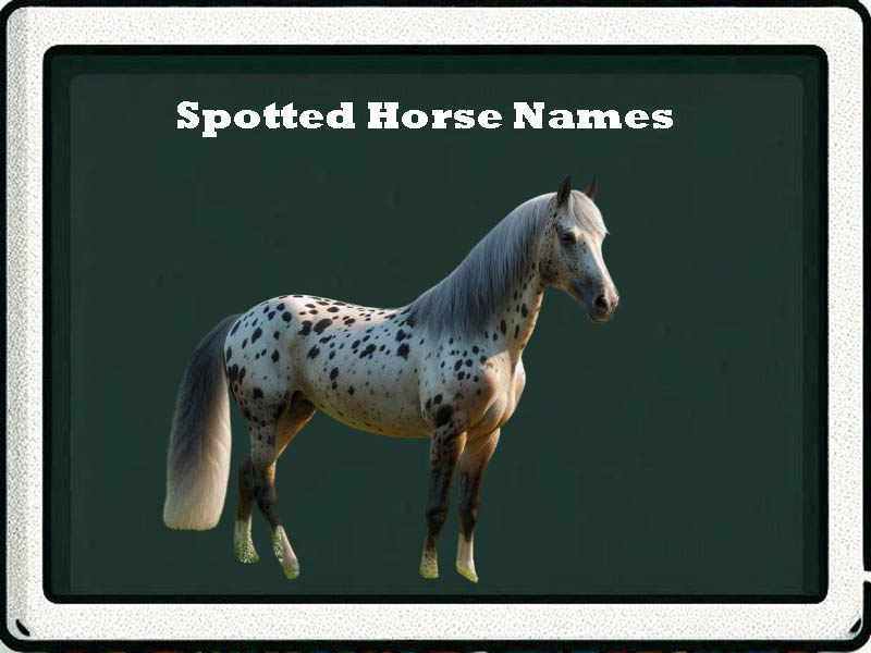 spotted horse names