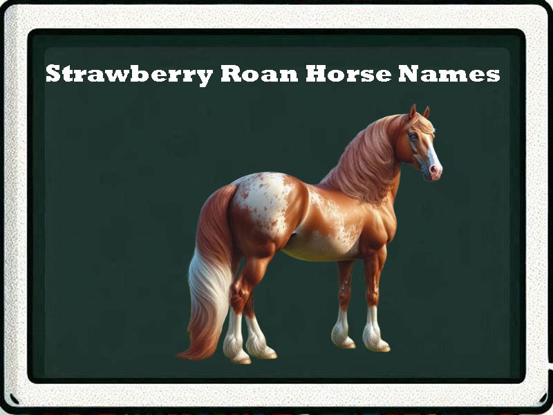 strawberry roan horse names-