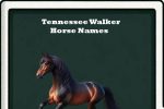 tennessee walker horse names