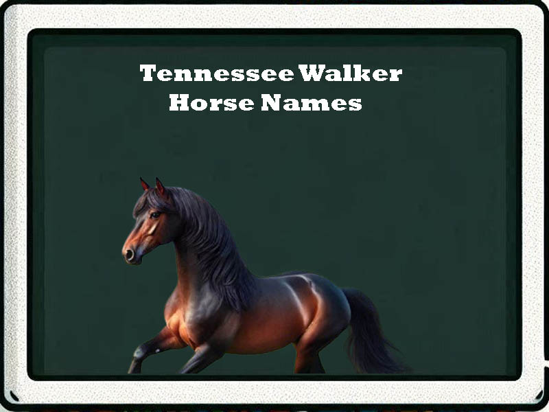 tennessee walker horse names